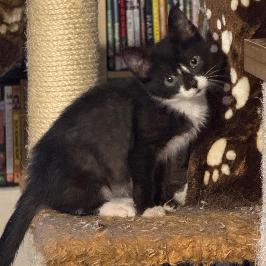 Phoenix Joslin-CJ, Adoptable, Kitten Female Domestic Short Hair.