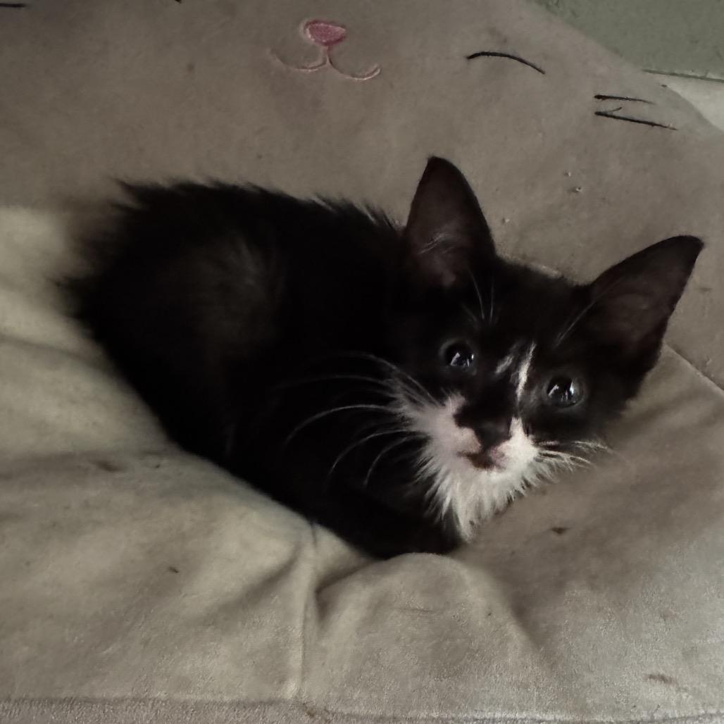 Phoenix Joslin-CJ, a Adoptable Domestic Short Hair in Tallahassee, FL image 2/2