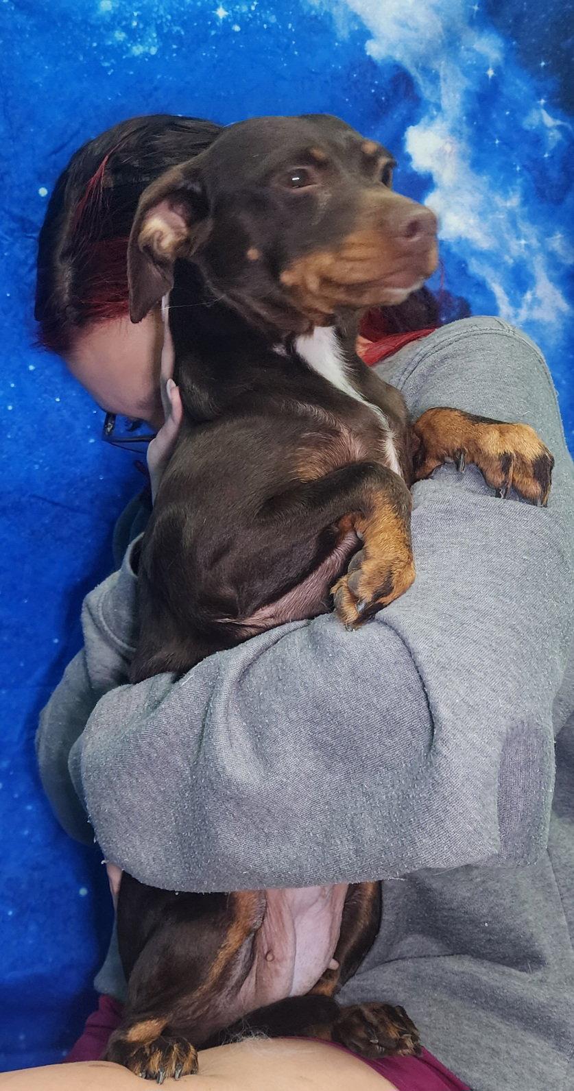 260414 Gemma, a Adopted mixed breed in Wetumpka, AL image 1/2