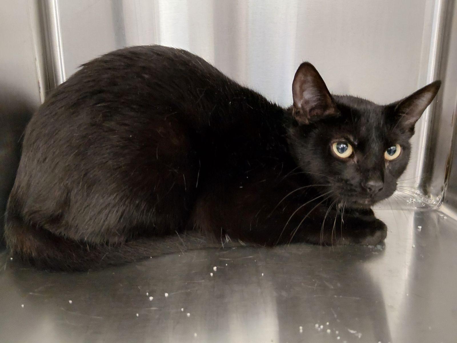 FOUND, ADOPTABLE, Adult Female Domestic Short Hair.