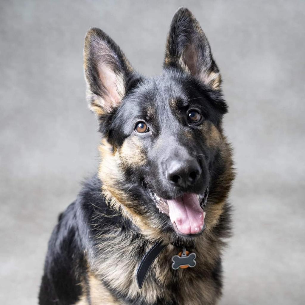 Cairo, a Adoptable German Shepherd Dog in Simpsonville, SC image 1/3