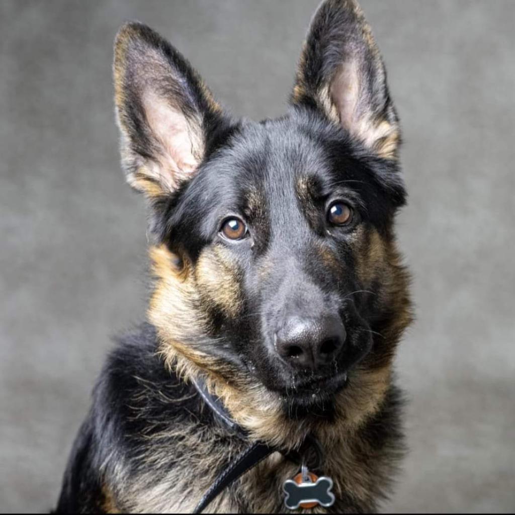 Cairo, a Adoptable German Shepherd Dog in Simpsonville, SC image 2/3