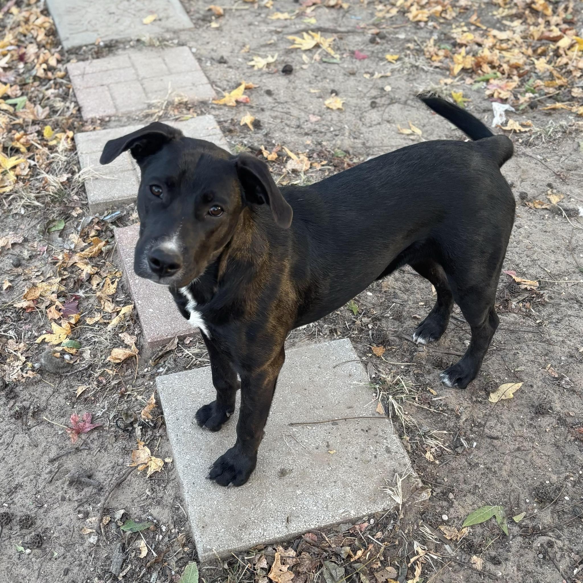 Remi, ADOPTABLE, Puppy Male Boxer & Labrador Retriever.