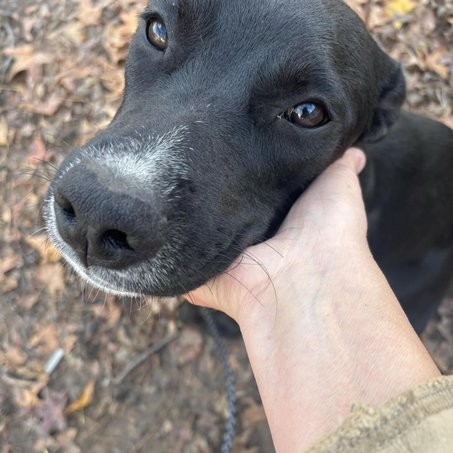 Enlarge Remi, a ADOPTABLE mixed breed in South Windsor, CT image 2/4