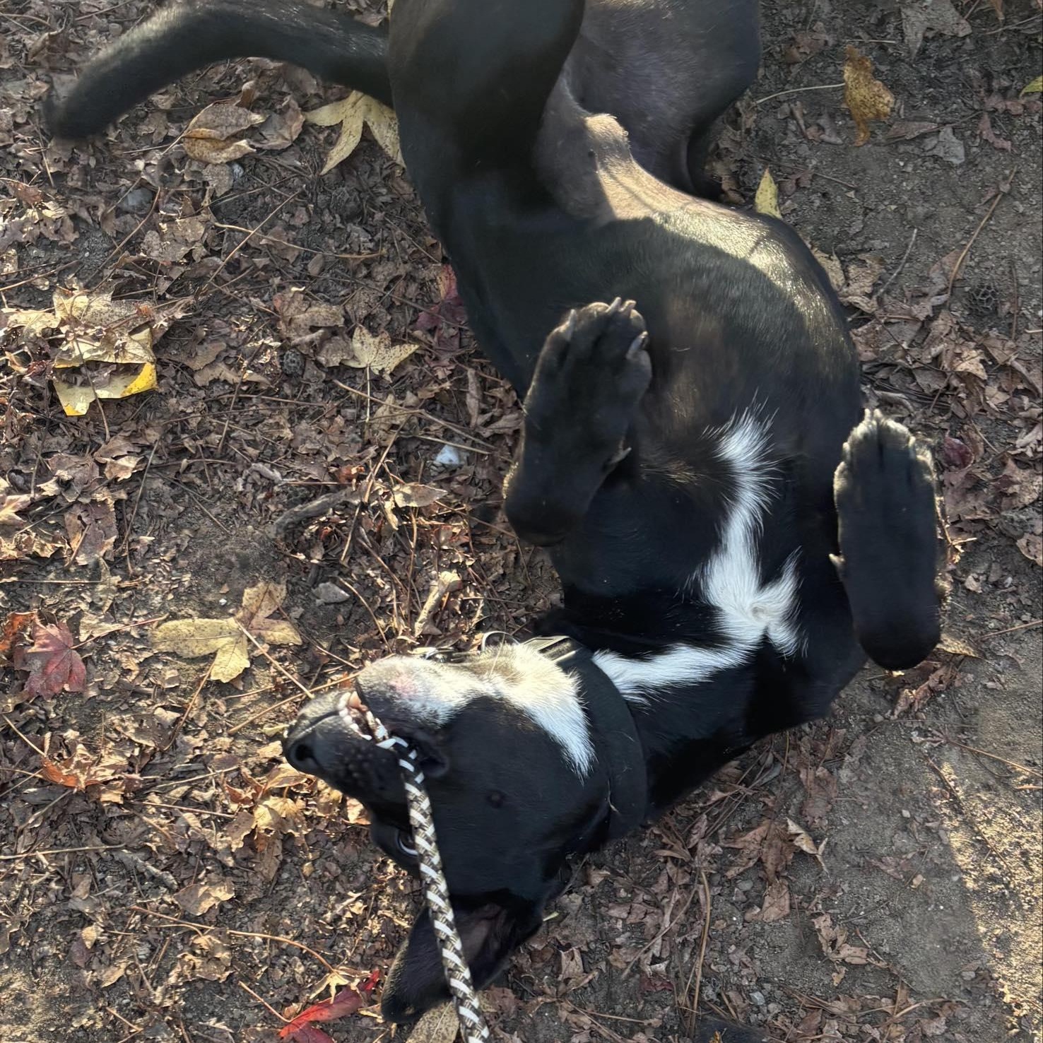 Enlarge Remi, a ADOPTABLE mixed breed in South Windsor, CT image 3/4