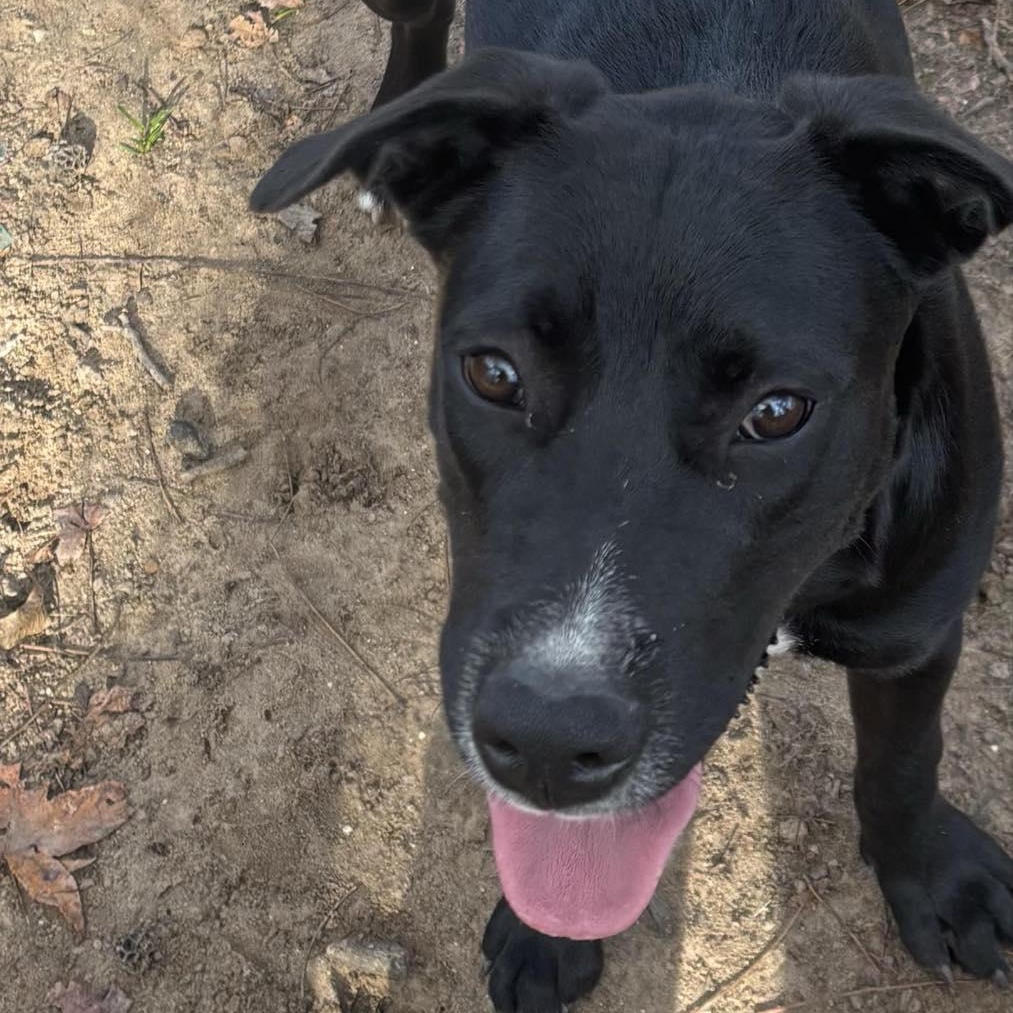 Enlarge Remi, a ADOPTABLE mixed breed in South Windsor, CT image 4/4