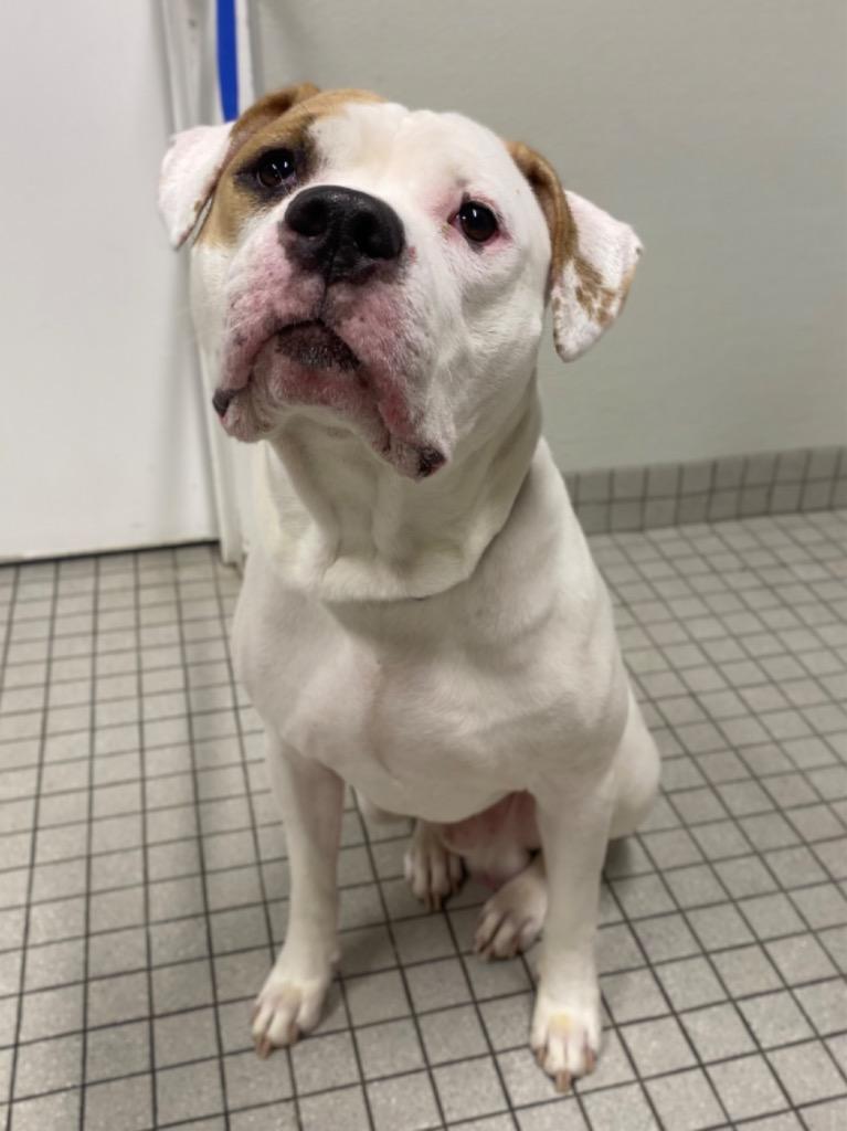 Enlarge Fiddle, a Adoptable mixed breed in Fall River, MA image 1/5