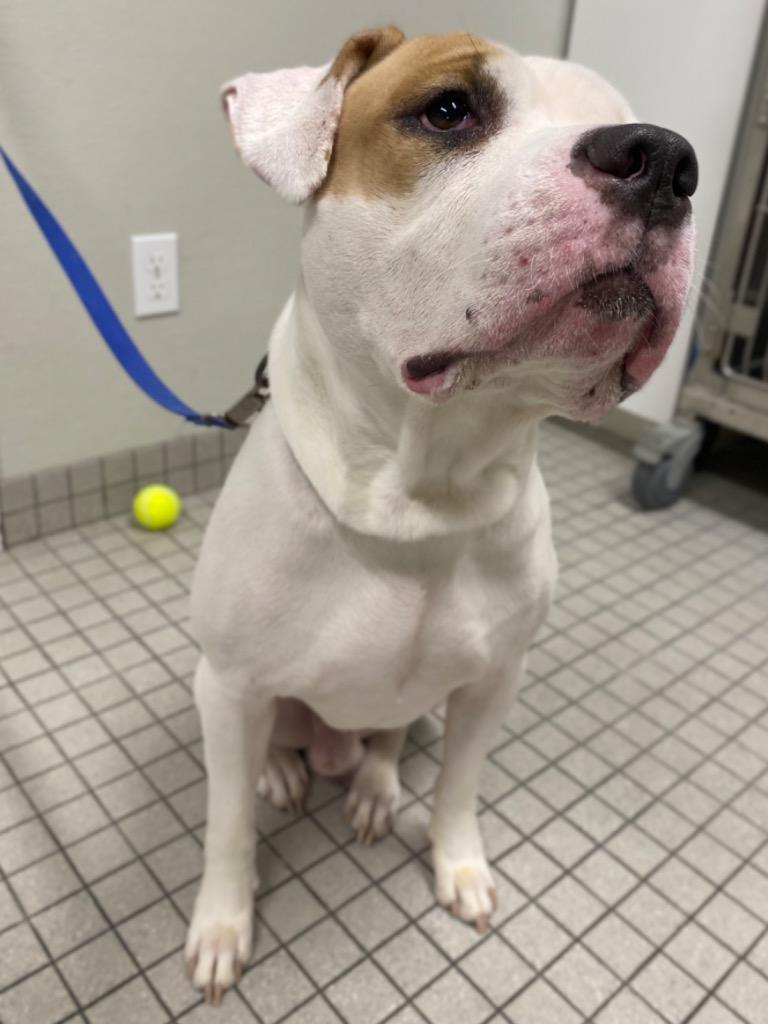 Enlarge Fiddle, a Adoptable mixed breed in Fall River, MA image 2/5