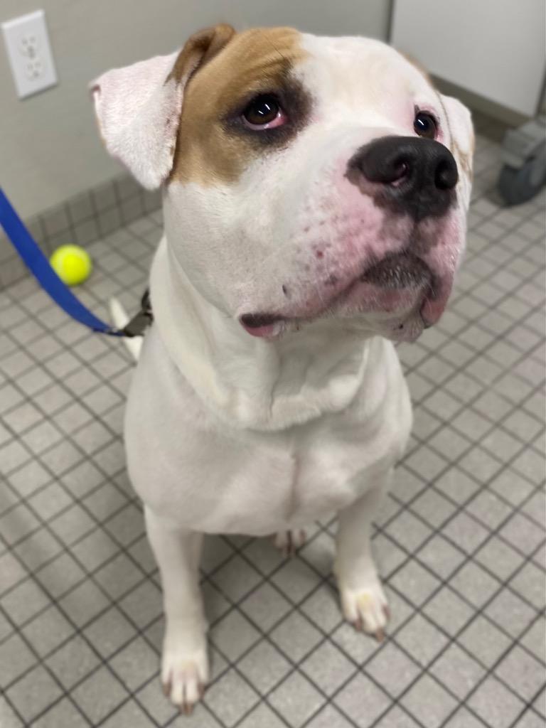 Enlarge Fiddle, a Adoptable mixed breed in Fall River, MA image 3/5