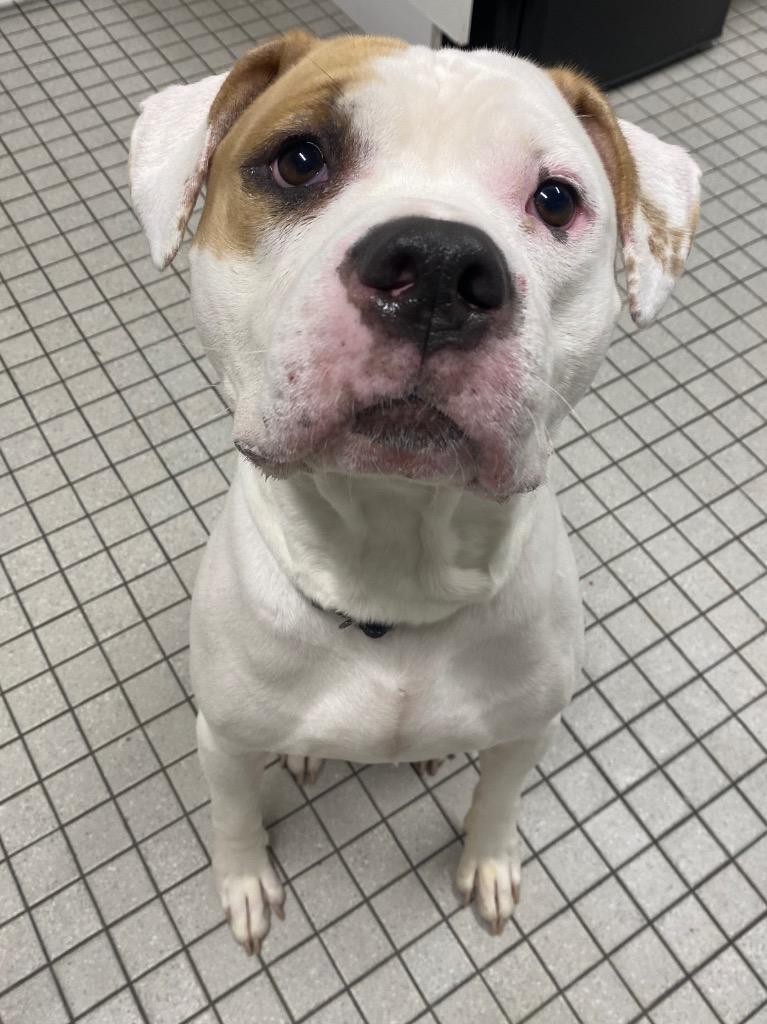 Enlarge Fiddle, a Adoptable mixed breed in Fall River, MA image 4/5