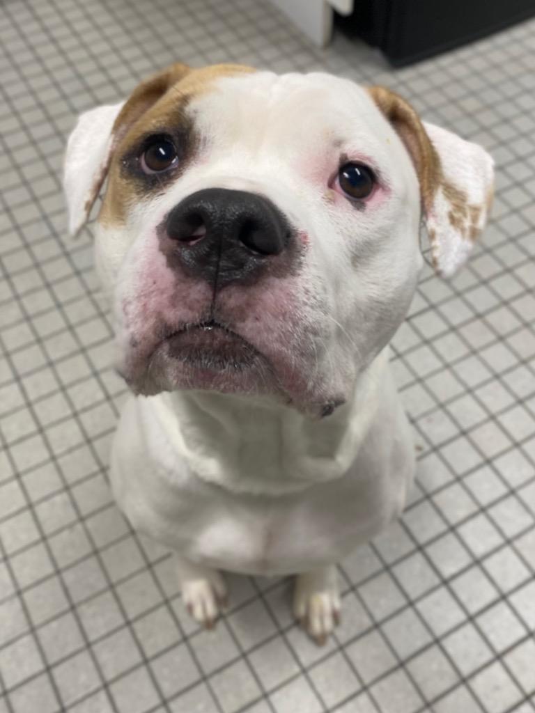 Enlarge Fiddle, a Adoptable mixed breed in Fall River, MA image 5/5