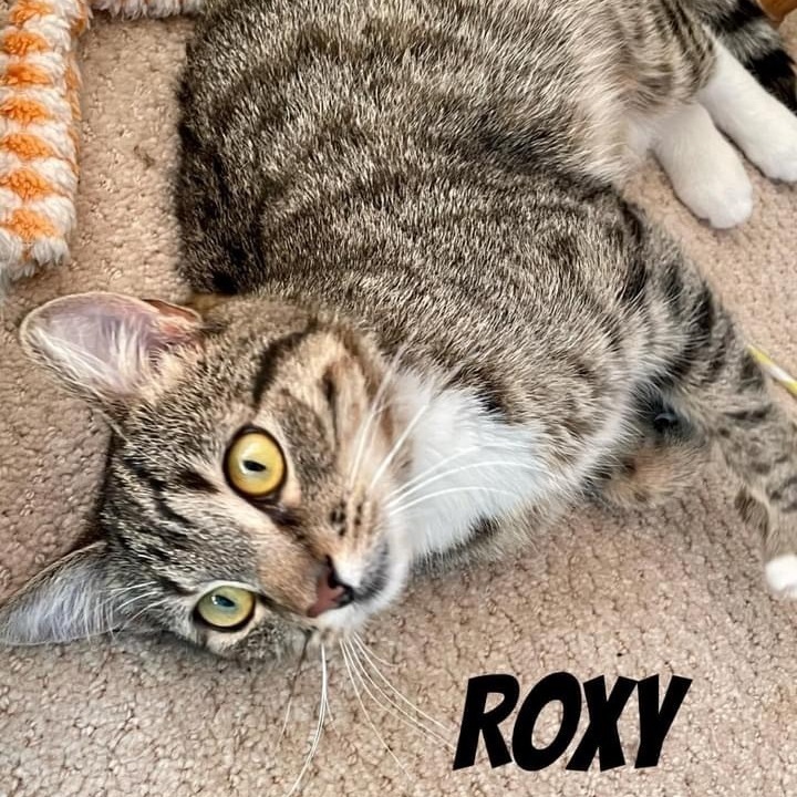 Roxy, Adoptable, Adult Female Tabby.