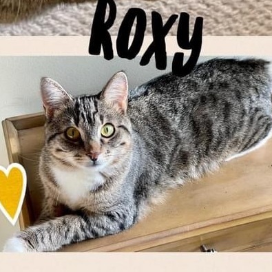 Roxy, Adoptable, Adult Female Tabby.