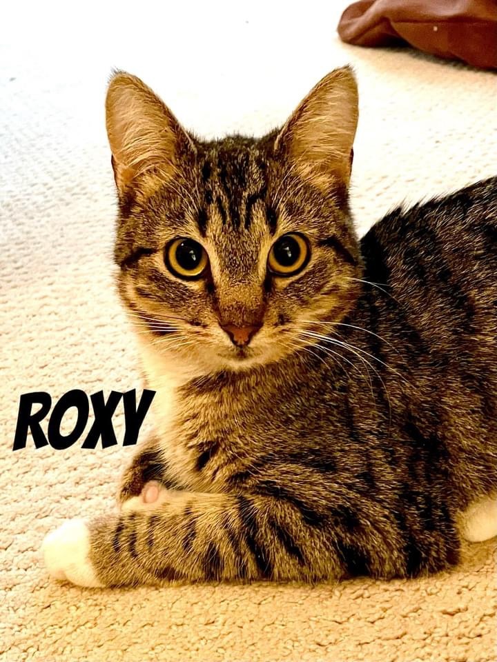 Enlarge Roxy, a Adoptable mixed breed in Orland Park, IL image 3/4