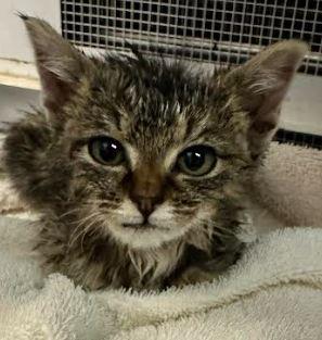 Munchkin, adopted, Young Male Domestic Short Hair.