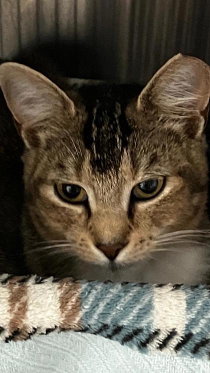 Shortcake, a Adoptable mixed breed in Venice, FL image 1/3