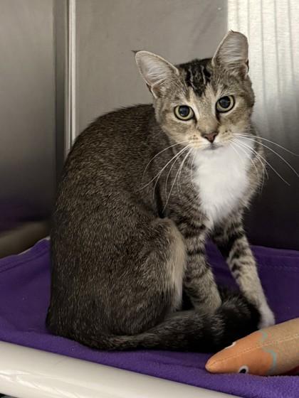 Shortcake, a Adoptable mixed breed in Venice, FL image 2/3