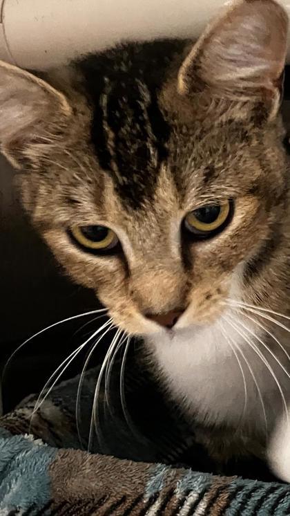 Shortcake, a Adoptable mixed breed in Venice, FL image 3/3