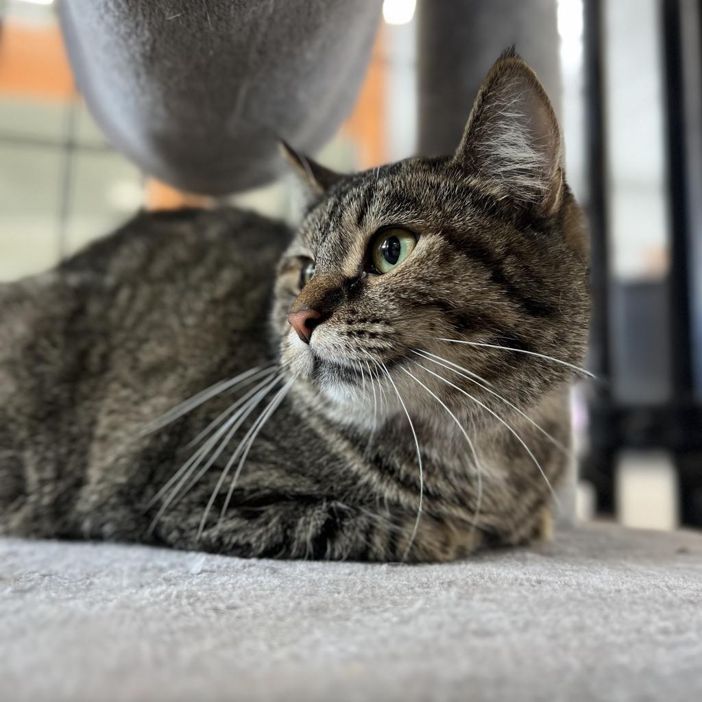 Enlarge Kris Kringle, a Adoptable Domestic Short Hair in Spanish Fork, UT image 1/3