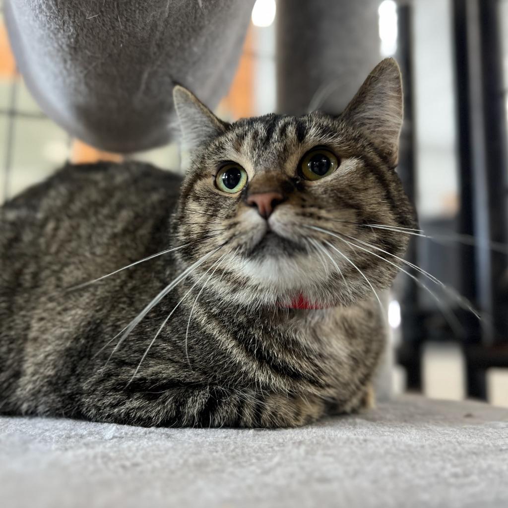 Enlarge Kris Kringle, a Adoptable Domestic Short Hair in Spanish Fork, UT image 2/3