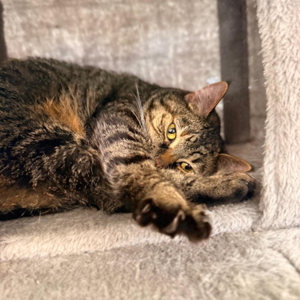 Enlarge Kris Kringle, a Adoptable Domestic Short Hair in Spanish Fork, UT image 3/3