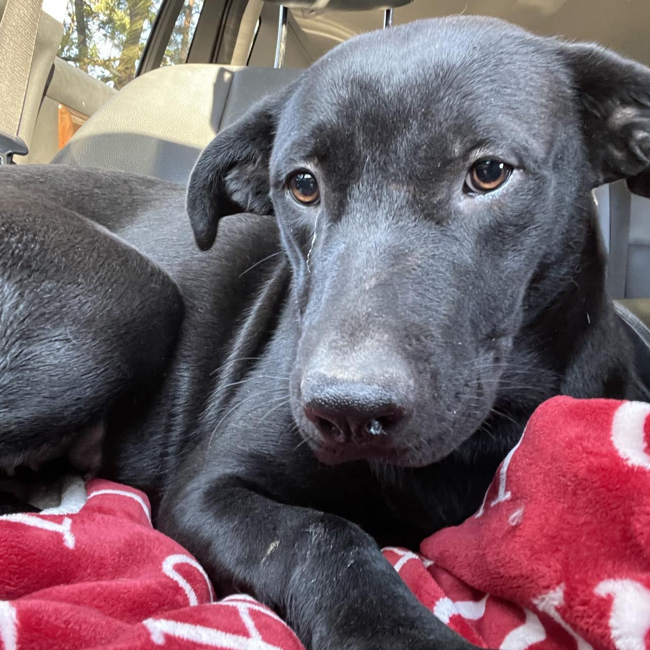 Dog for adoption Bella Sue, a Black Labrador Retriever in Kennewick