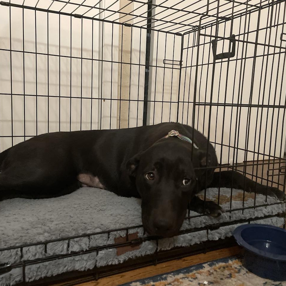 Dog for adoption Bella Sue, a Black Labrador Retriever in Kennewick