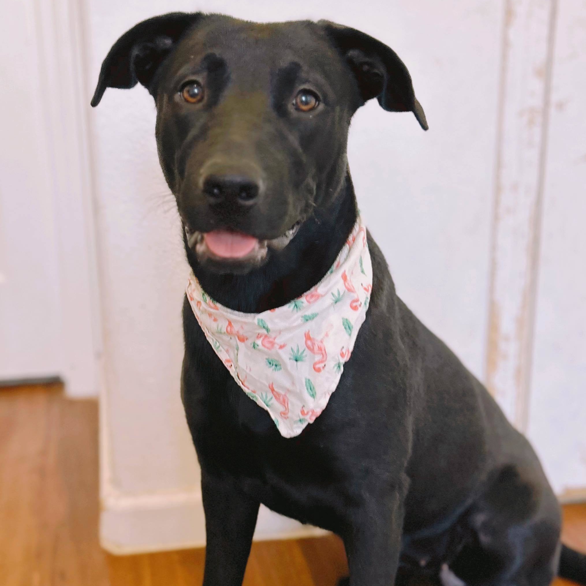 Dog for adoption Bella Sue, a Black Labrador Retriever in Kennewick