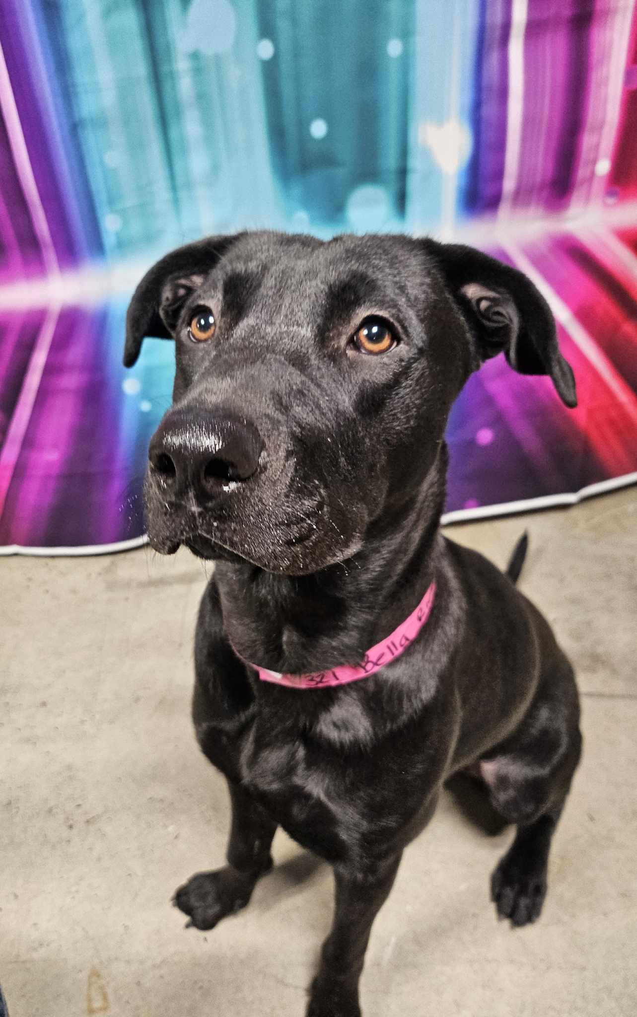 Dog for adoption Bella Sue, a Black Labrador Retriever in Kennewick