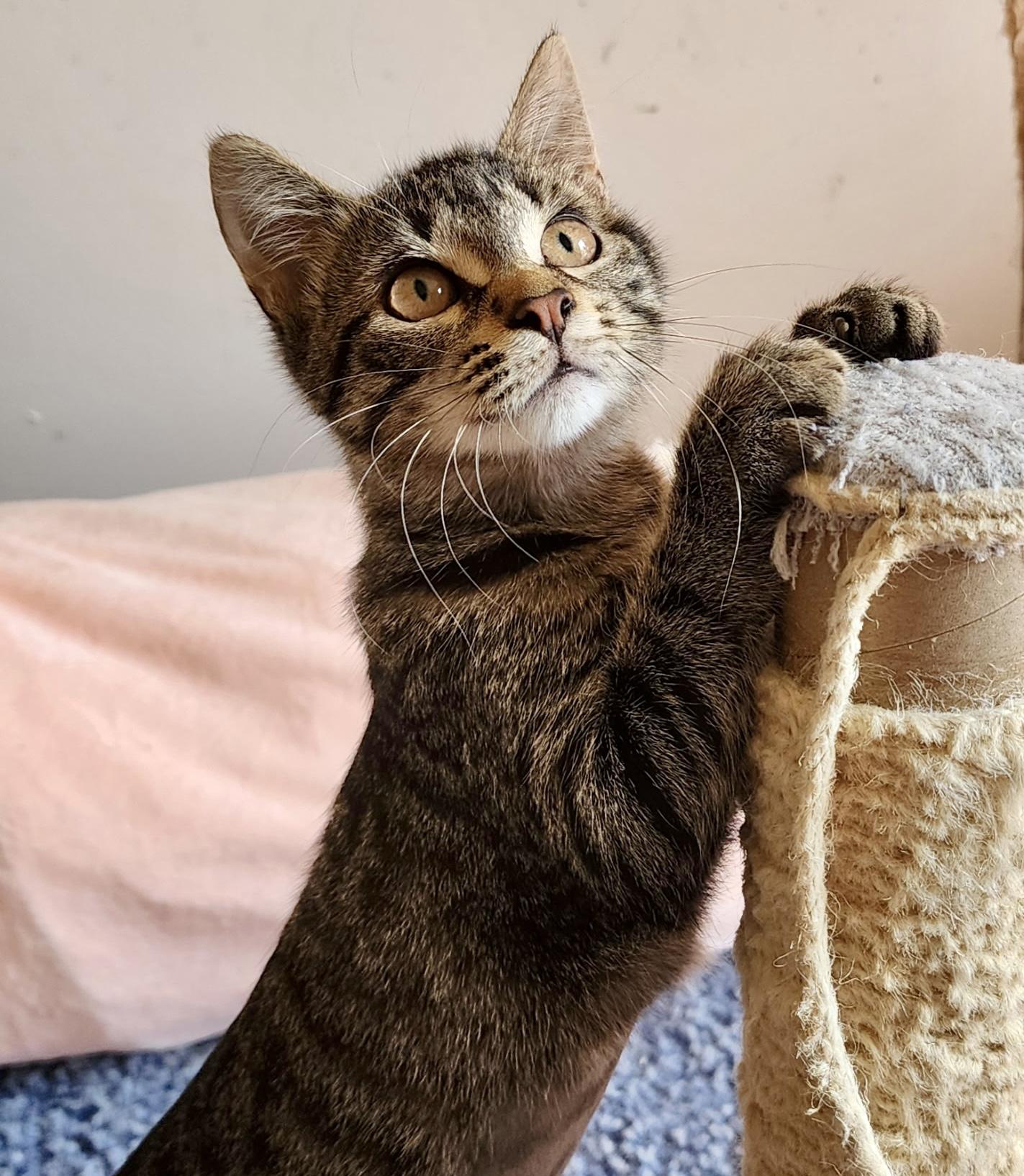Buckwheat, Adopted, Kitten Female Domestic Medium Hair.