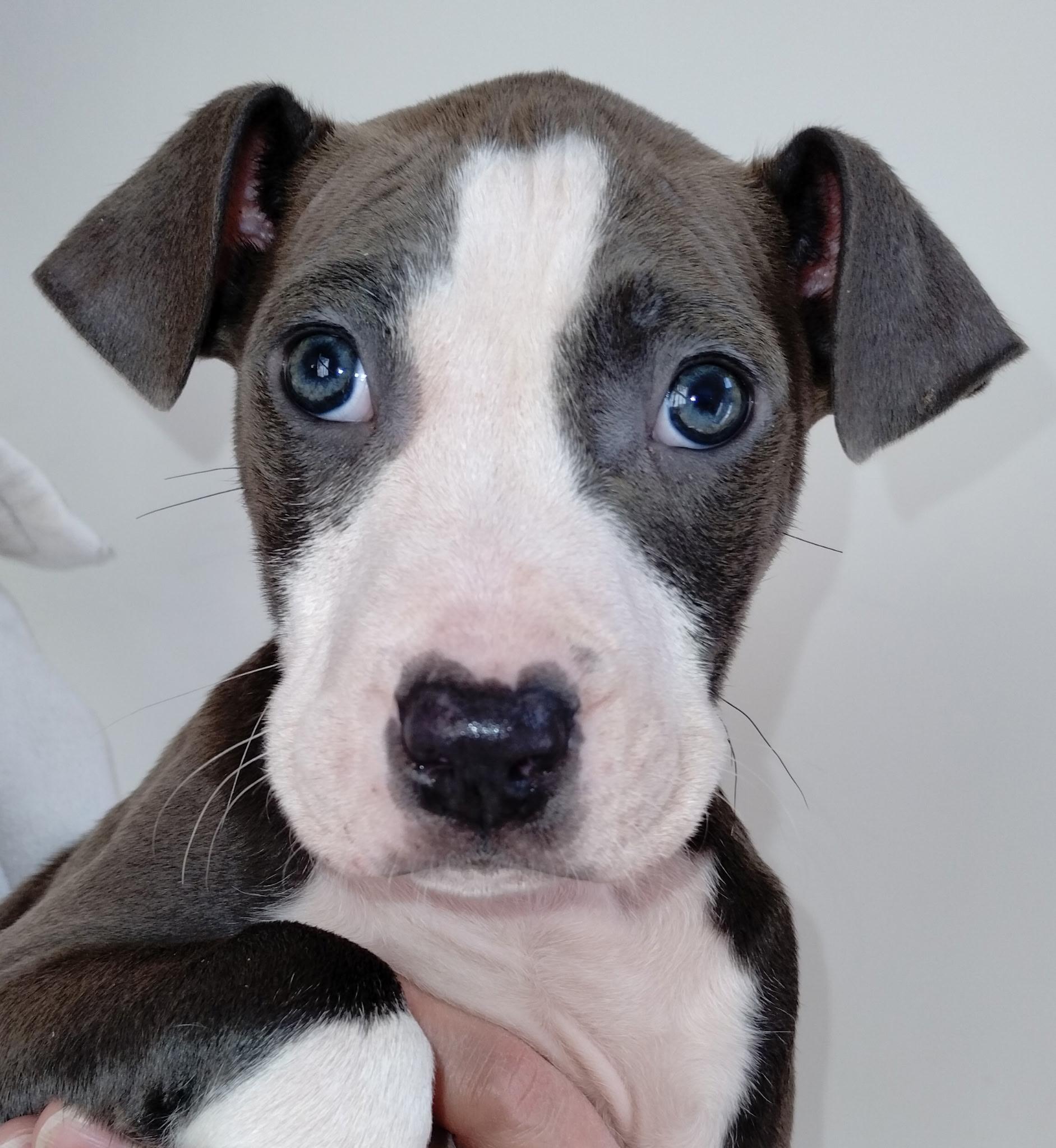 Enlarge Gunner, a ADOPTABLE mixed breed in Whitestown, IN image 1/1