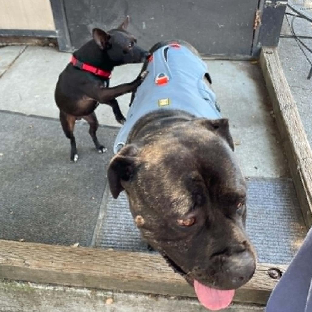 Maya, Adoptable, Adult Female Mixed Breed & Cane Corso.