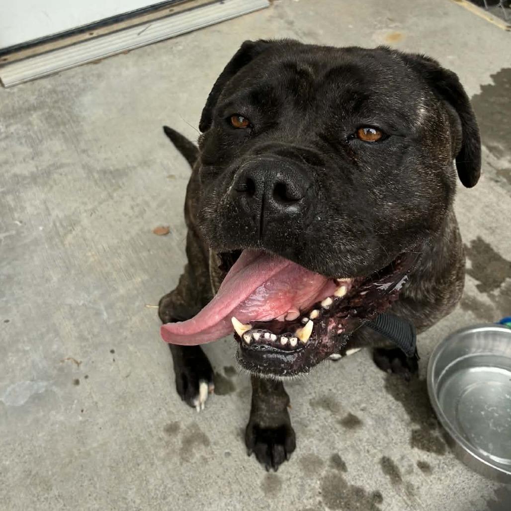 Maya, a Adoptable mixed breed in St. Helena, CA image 3/6