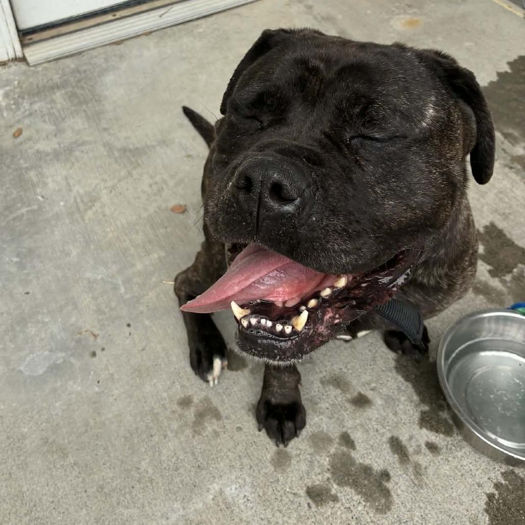 Maya, a Adoptable mixed breed in St. Helena, CA image 4/6