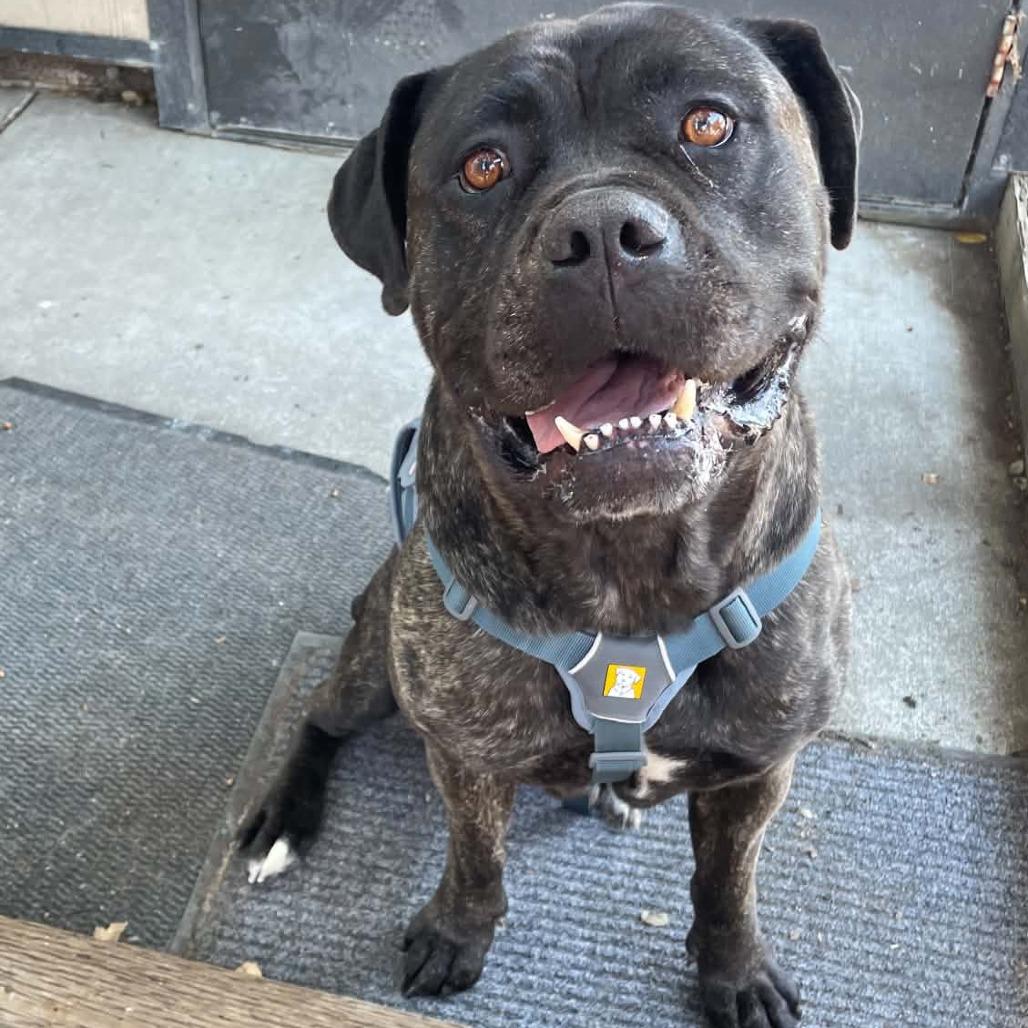 Maya, a Adoptable mixed breed in St. Helena, CA image 5/6