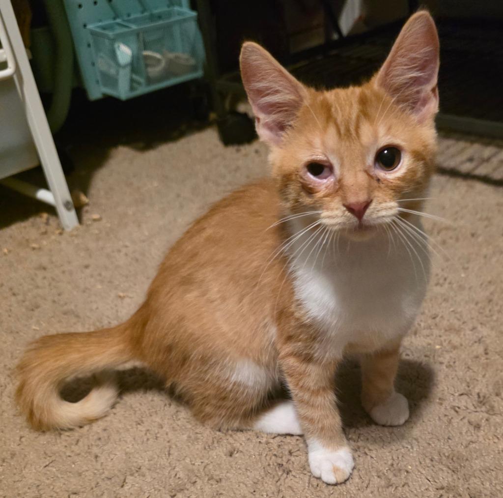 Enlarge Ferdinand, a Adoptable Domestic Short Hair in Chillicothe, OH image 1/2