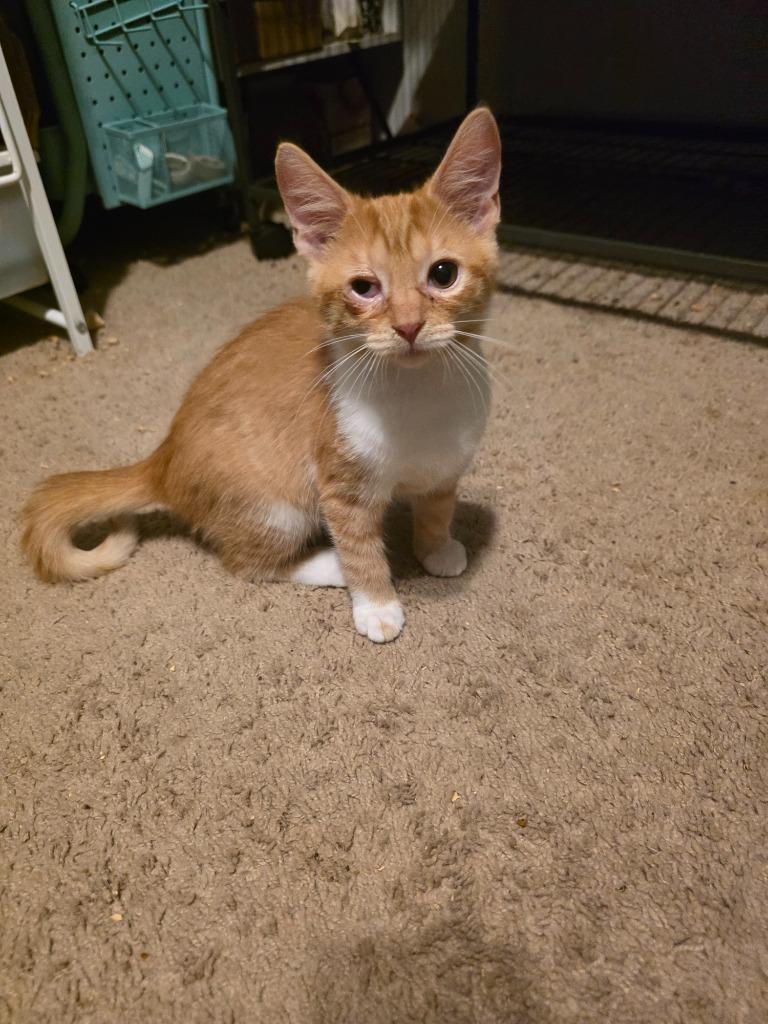 Enlarge Ferdinand, a Adoptable Domestic Short Hair in Chillicothe, OH image 2/2