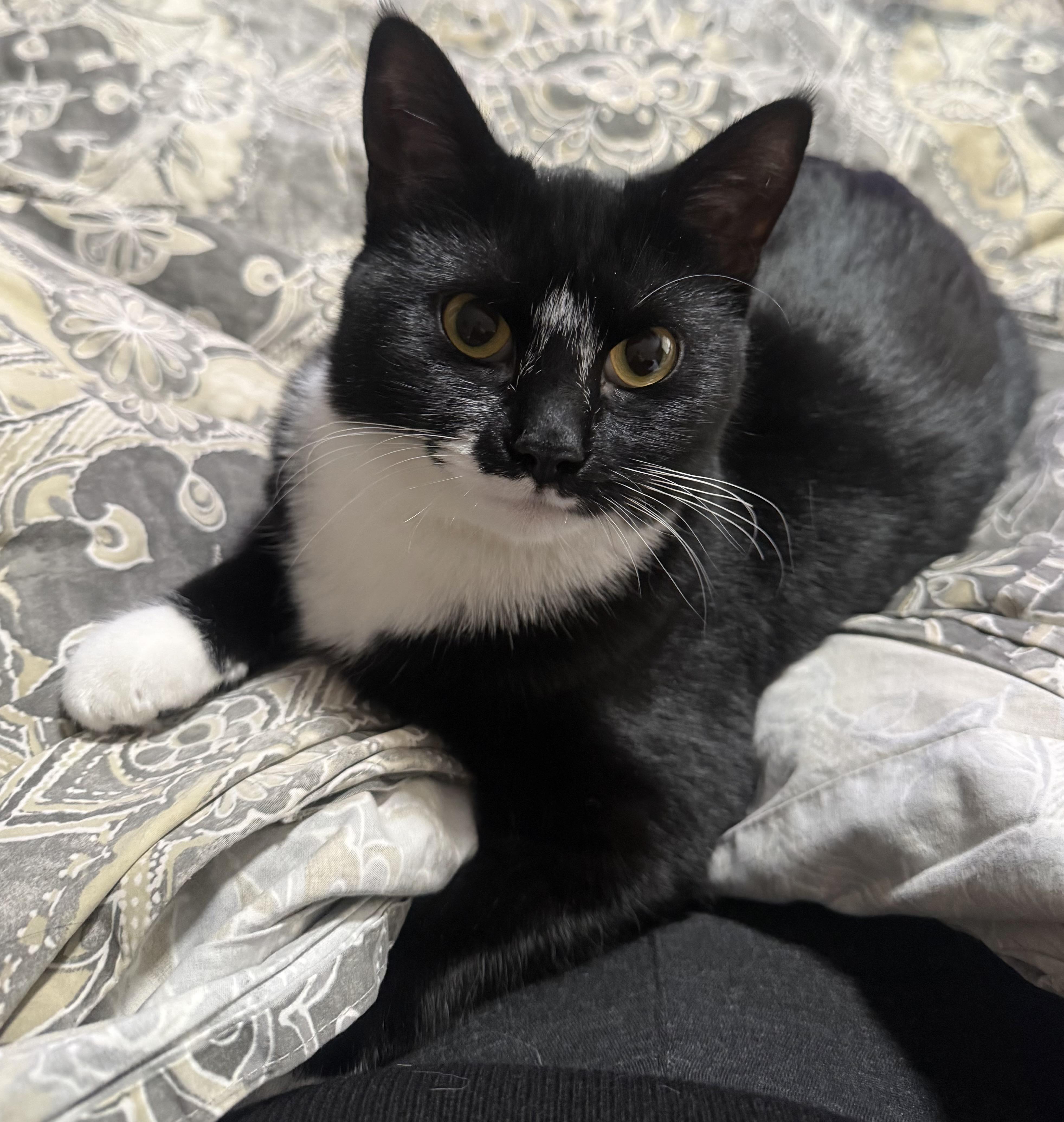 Enlarge Nita, a ADOPTABLE Domestic Short Hair in Minneapolis, MN image 1/4