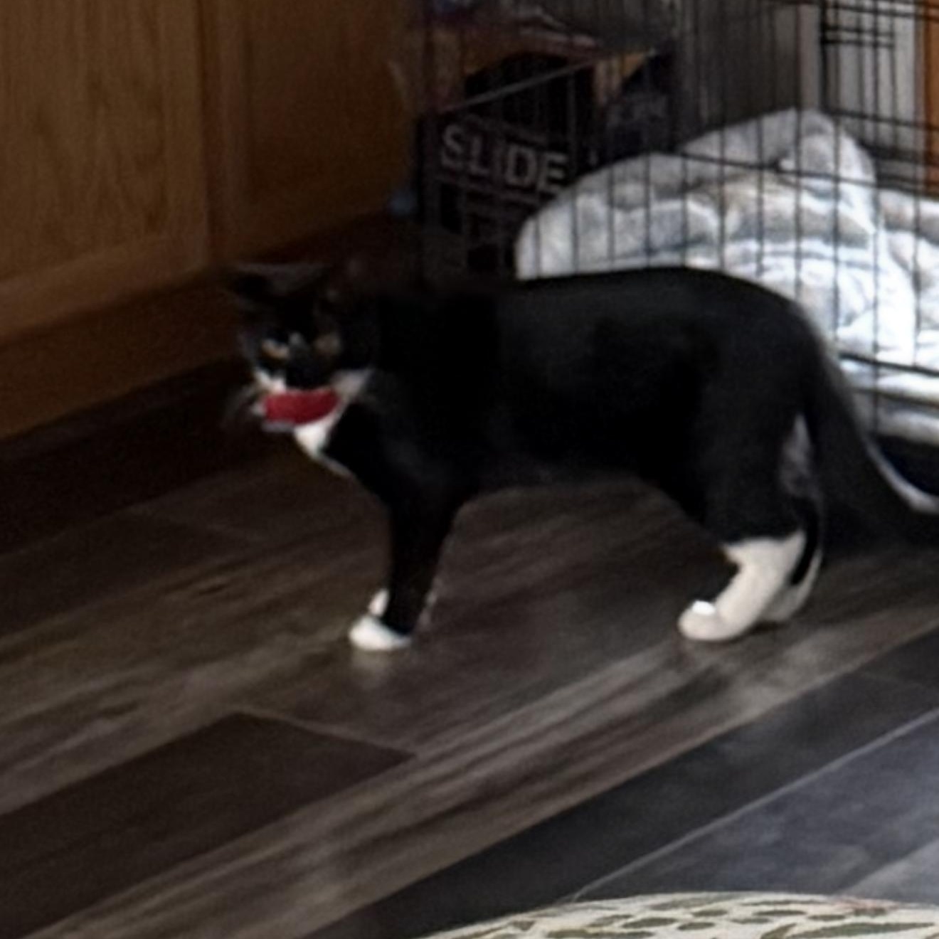 Enlarge Nita, a ADOPTABLE Domestic Short Hair in Minneapolis, MN image 3/4