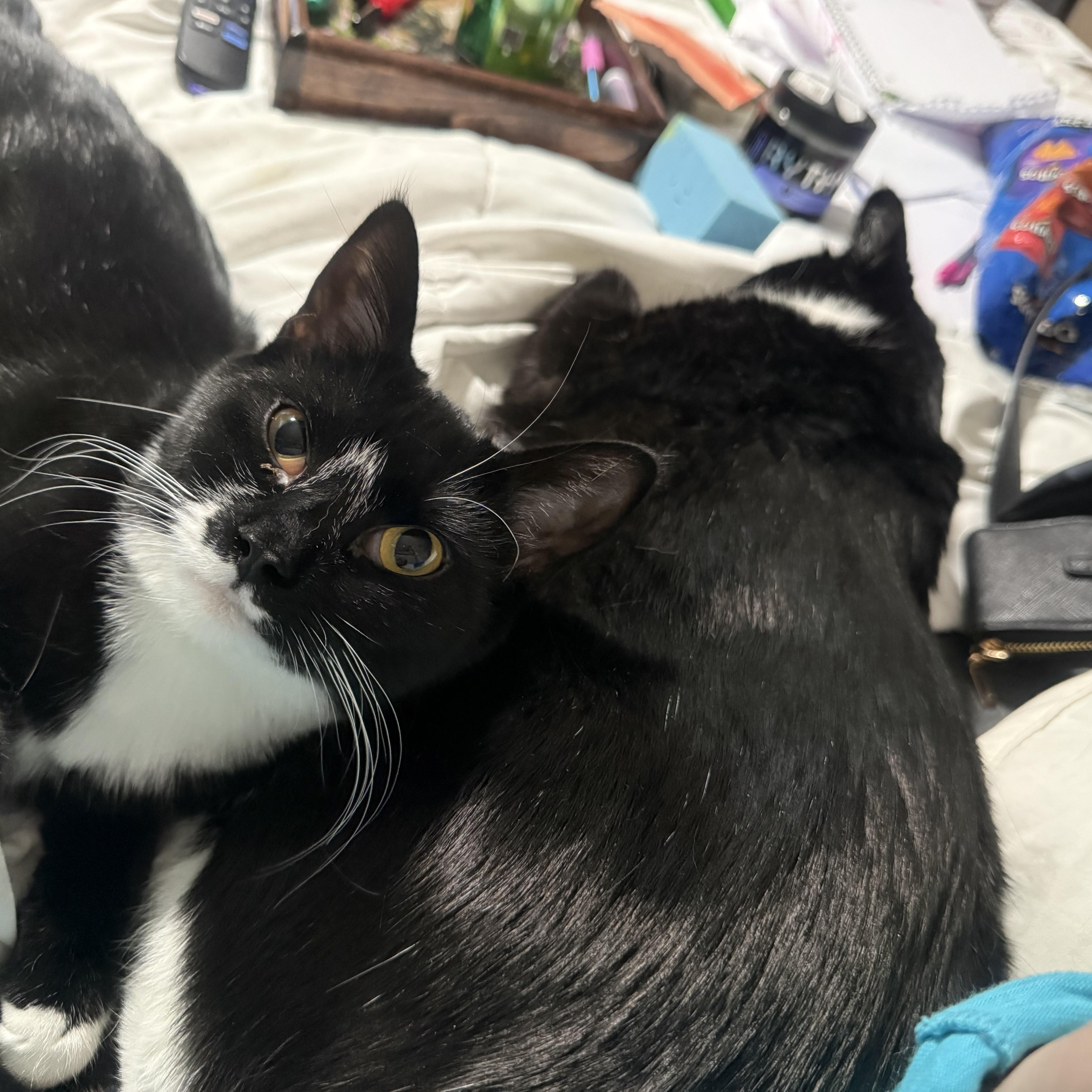 Enlarge Nita, a ADOPTABLE Domestic Short Hair in Minneapolis, MN image 2/4