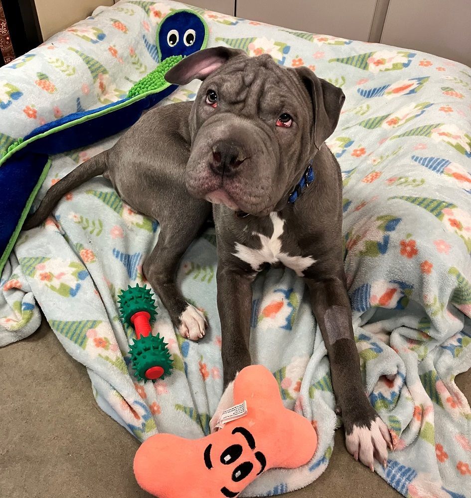 Enlarge Whiskey, a Adoptable American Bully in Mason City, IA image 3/4