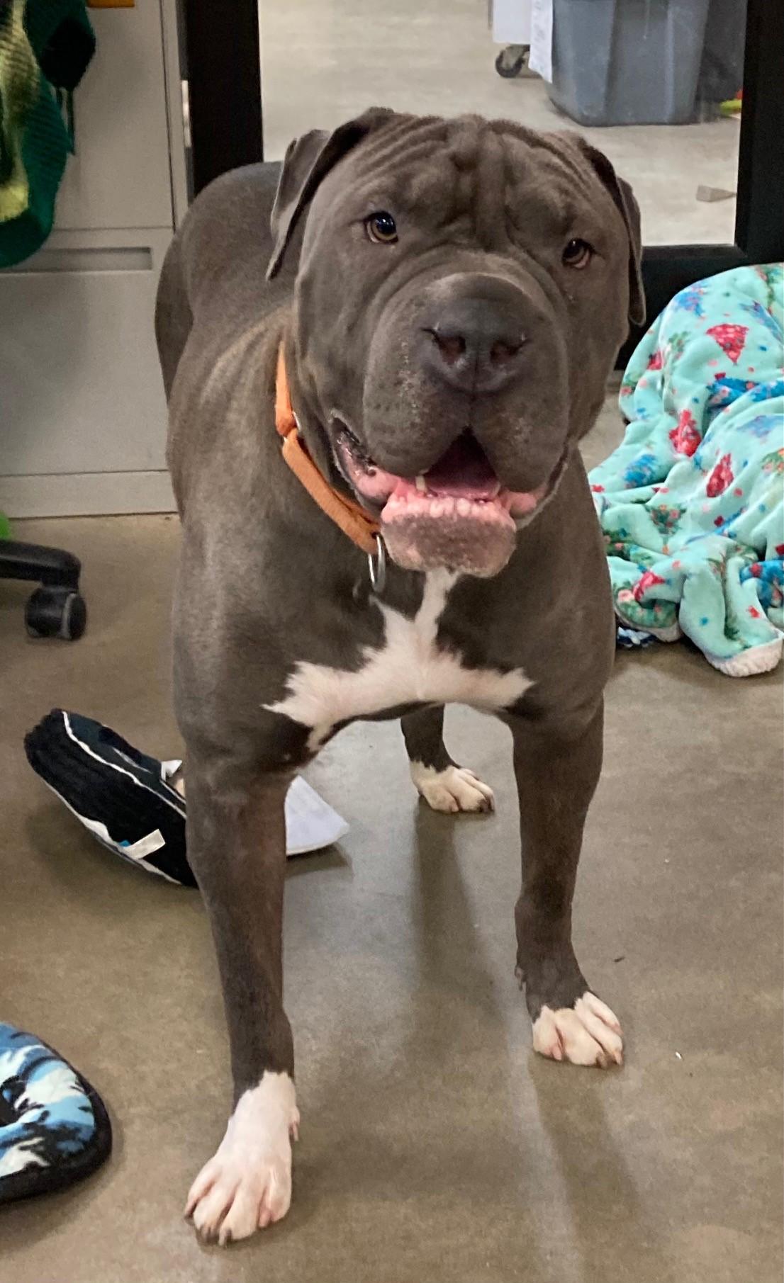 Whiskey, Young Male American Bully