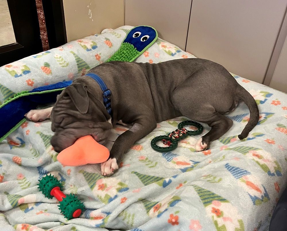 Enlarge Whiskey, a Adoptable American Bully in Mason City, IA image 4/4