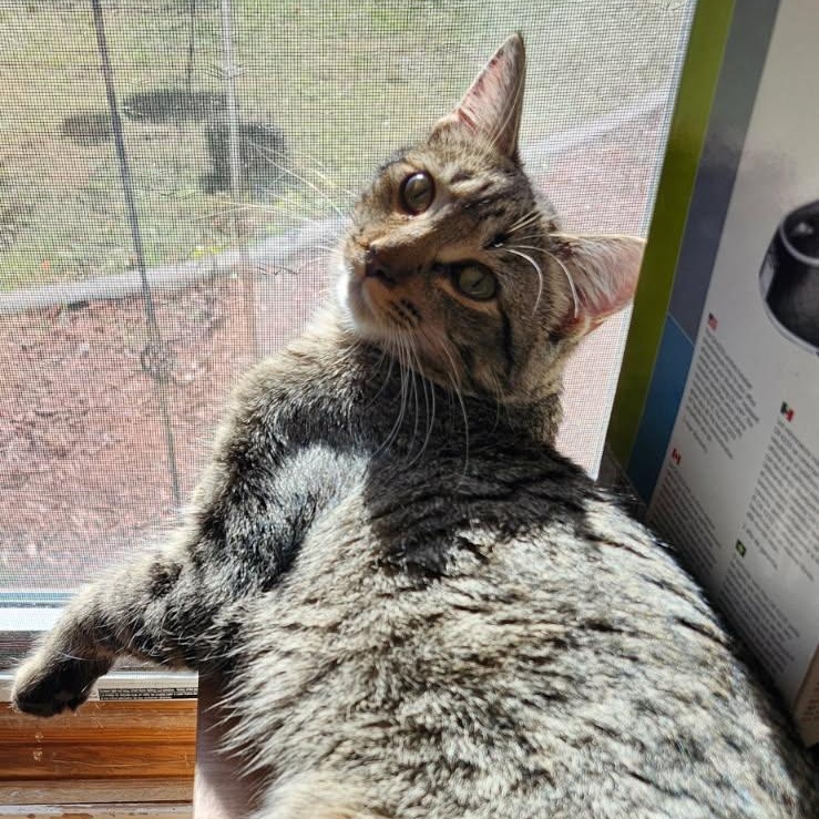 Dixon, a Adoptable Domestic Short Hair in Spring Lake Park, MN image 4/6