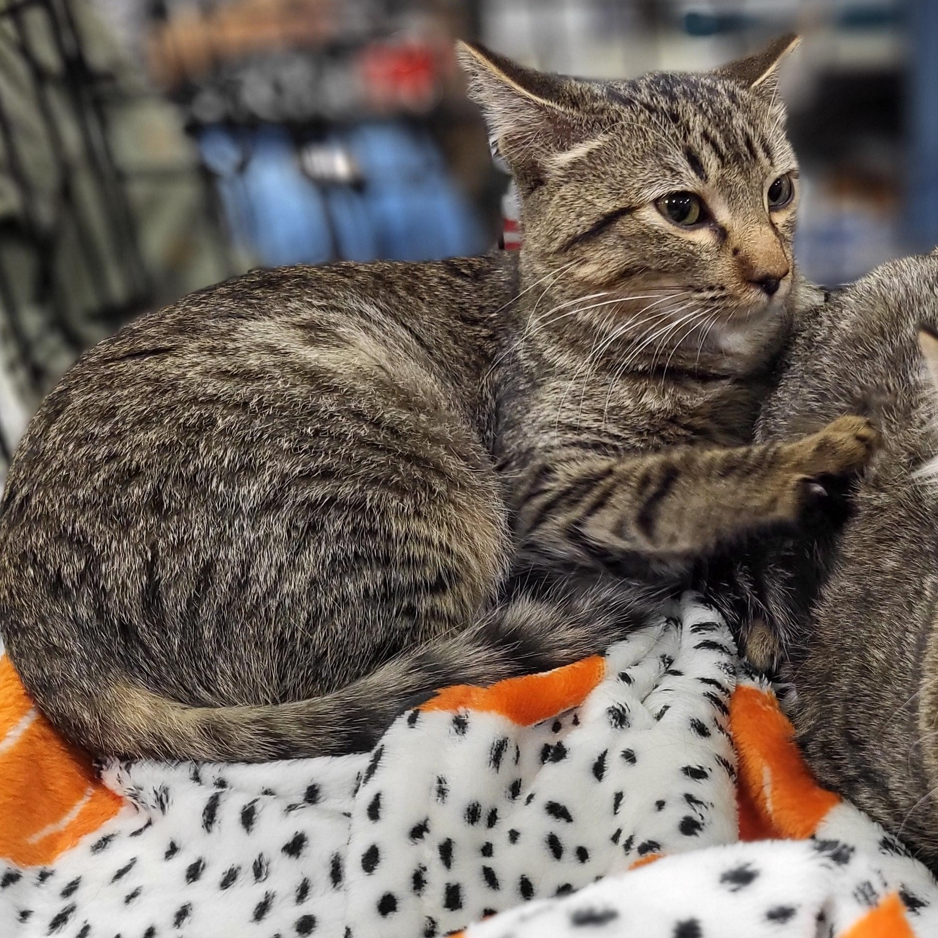 Dixon, a Adoptable Domestic Short Hair in Spring Lake Park, MN image 5/6