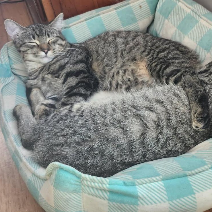 Dixon, Adoptable, Kitten Male Domestic Short Hair.