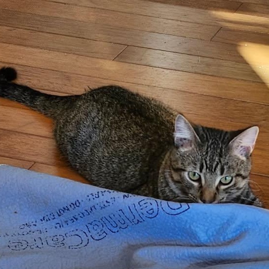 Dixon, a Adoptable Domestic Short Hair in Spring Lake Park, MN image 2/6