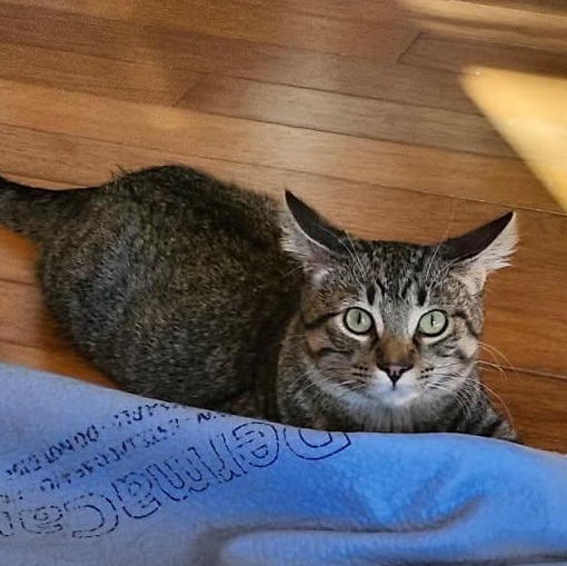 Dixon, Adoptable, Kitten Male Domestic Short Hair.