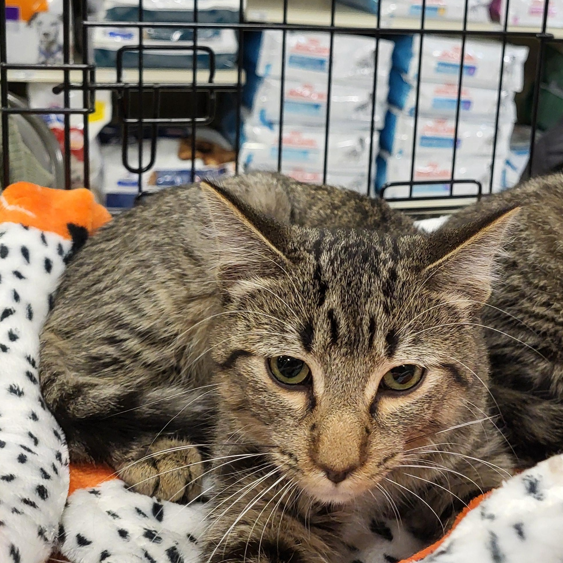 Dixon, a Adoptable Domestic Short Hair in Spring Lake Park, MN image 6/6