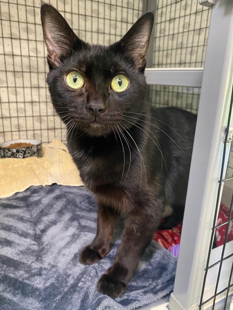 Juno, Adoptable, Young Male Domestic Short Hair.